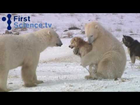 Perros jugando con osos polares