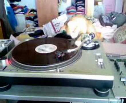 DJ Meow, el gato DJ!!!