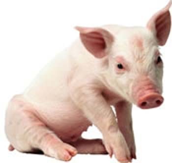 10 cosas que debemos saber de la fiebre porcina